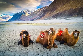 LADAKH NUBRA TOUR